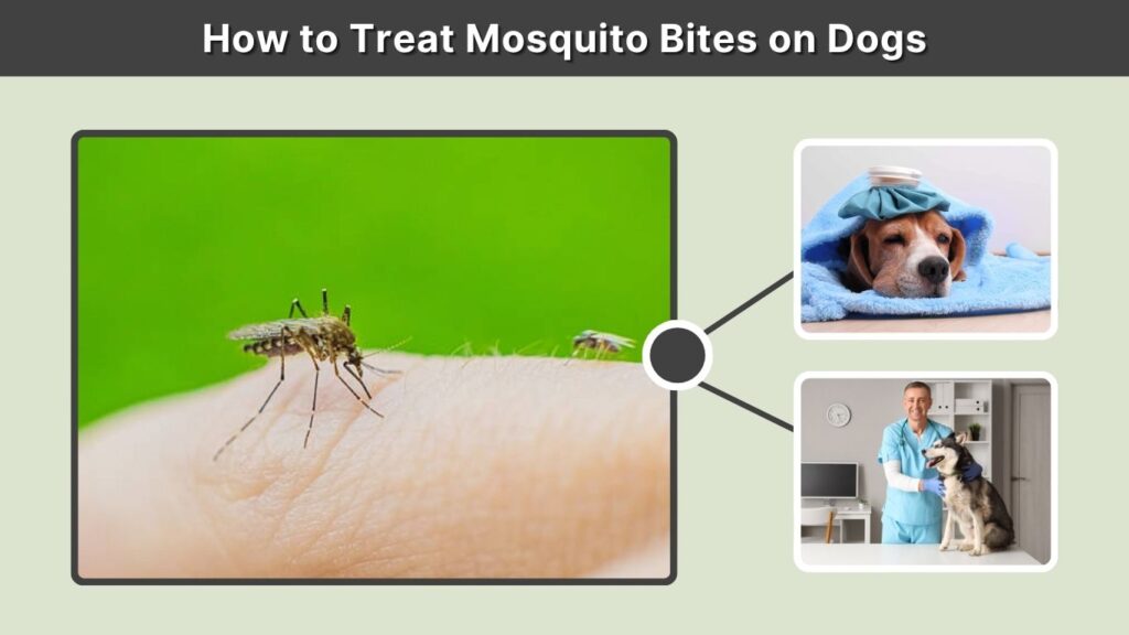 How to Treat Mosquito Bites on Dogs