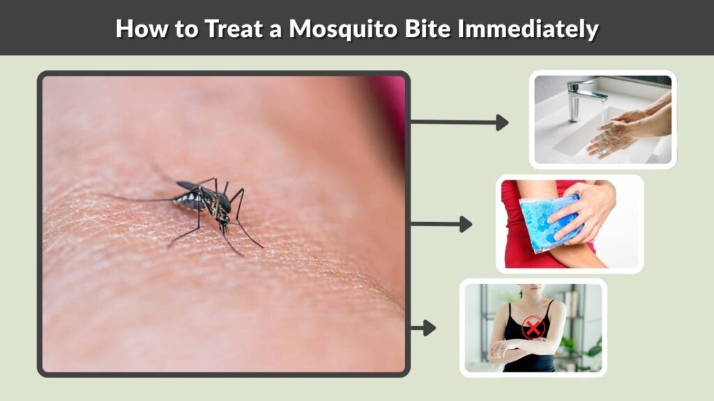 How to Treat a Mosquito Bite Immediately