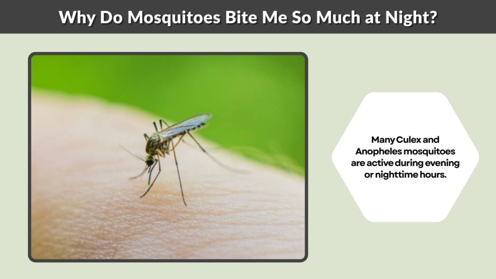 Why Do Mosquitoes Bite Me So Much at Night?