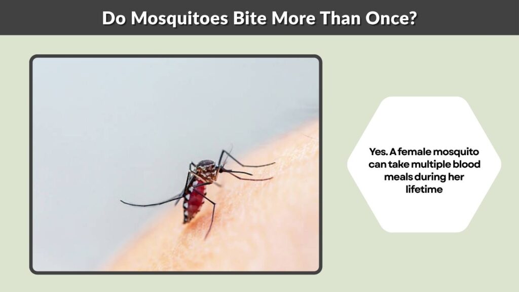 Do Mosquitoes Bite More Than Once?
