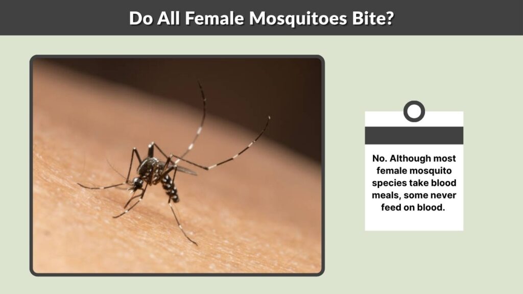 Do All Female Mosquitoes Bite?