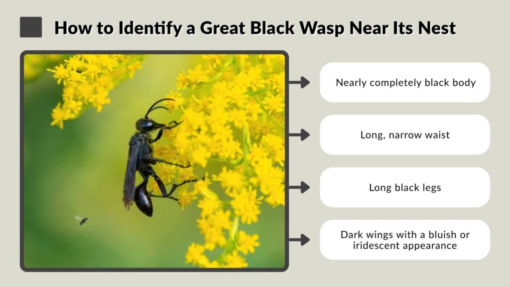 How to Identify a Great Black Wasp Near Its Nest