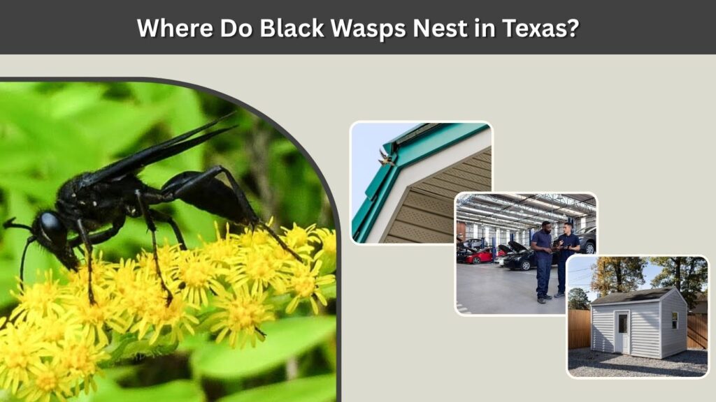 Where Do Black Wasps Nest in Texas?
