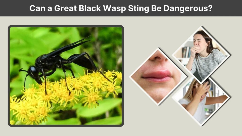 Can a Great Black Wasp Sting Be Dangerous?