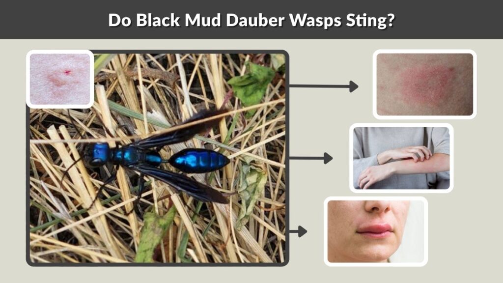 Do Black Mud Dauber Wasps Sting?