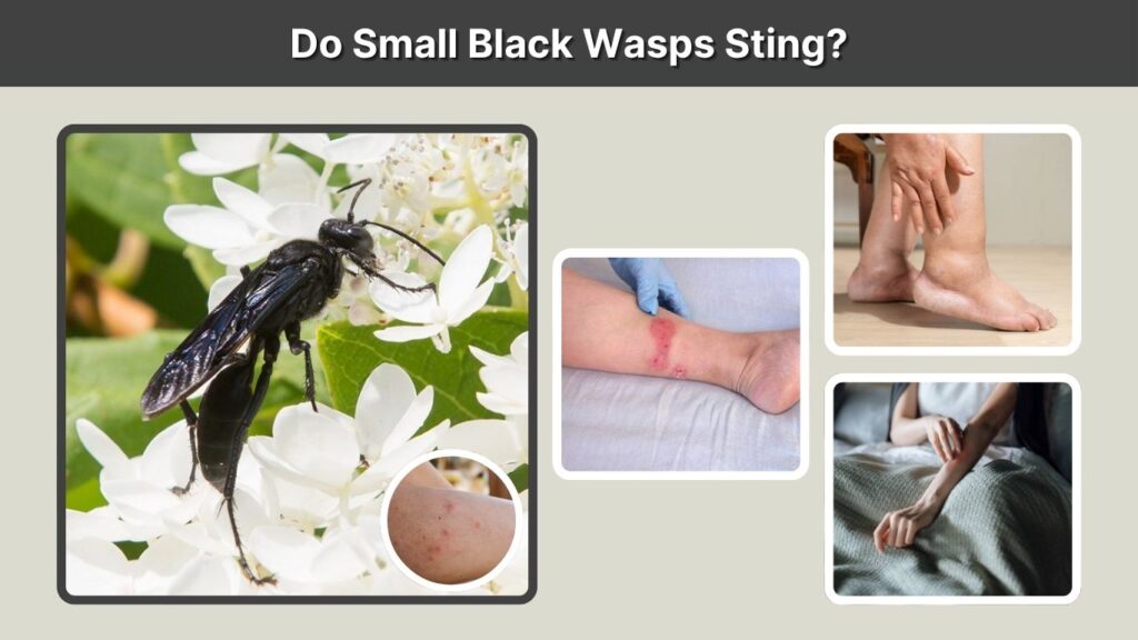 Do Small Black Wasps Sting?