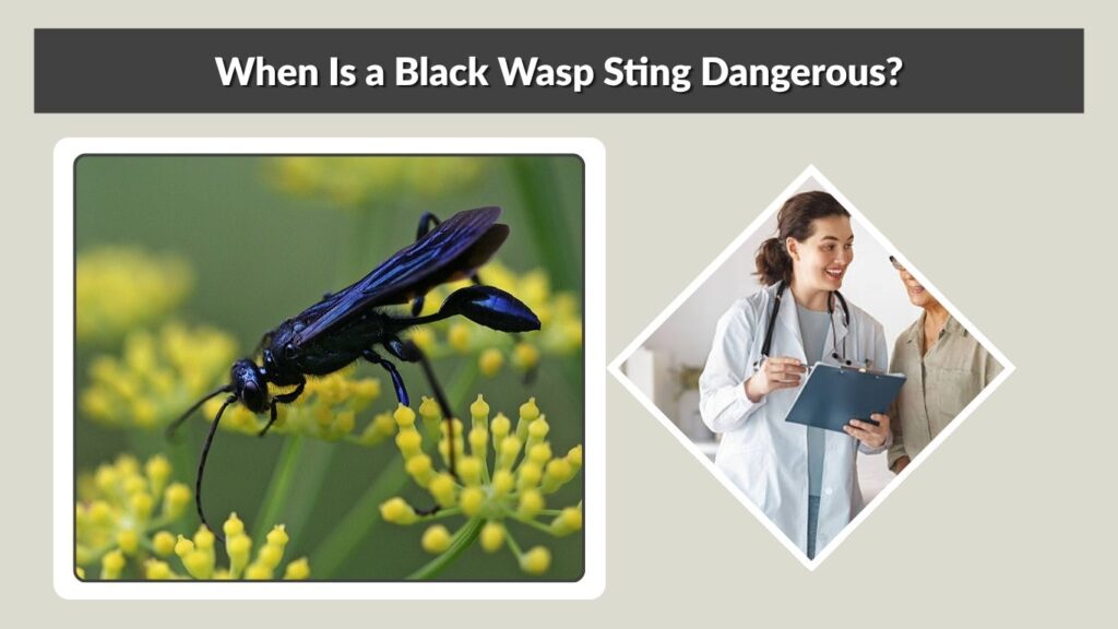 When Is a Black Wasp Sting Dangerous?