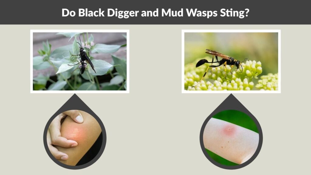 Do Black Digger and Mud Wasps Sting?