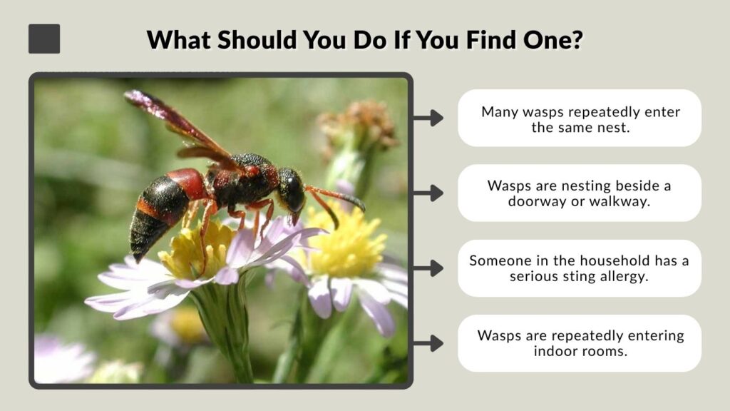 What Should You Do If You Find One?