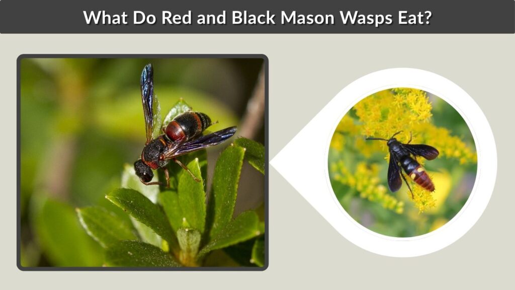 What Do Red and Black Mason Wasps Eat?