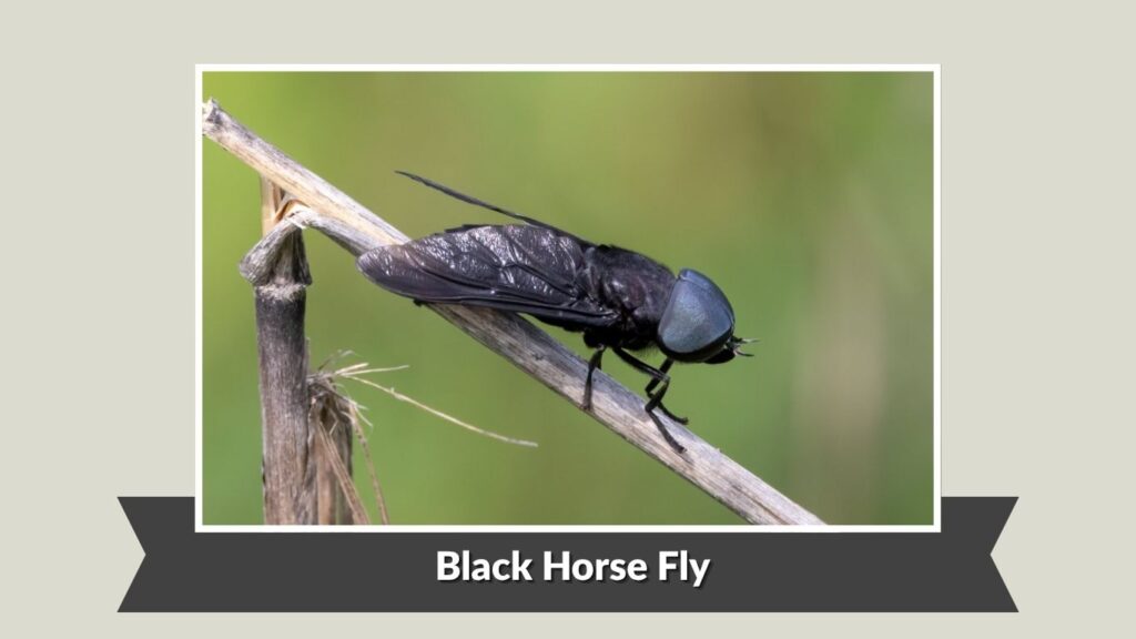 Black Horse Fly (Tabanus atratus)