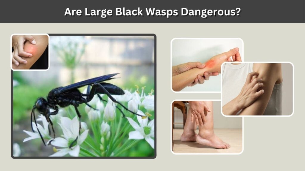 Are Large Black Wasps Dangerous?