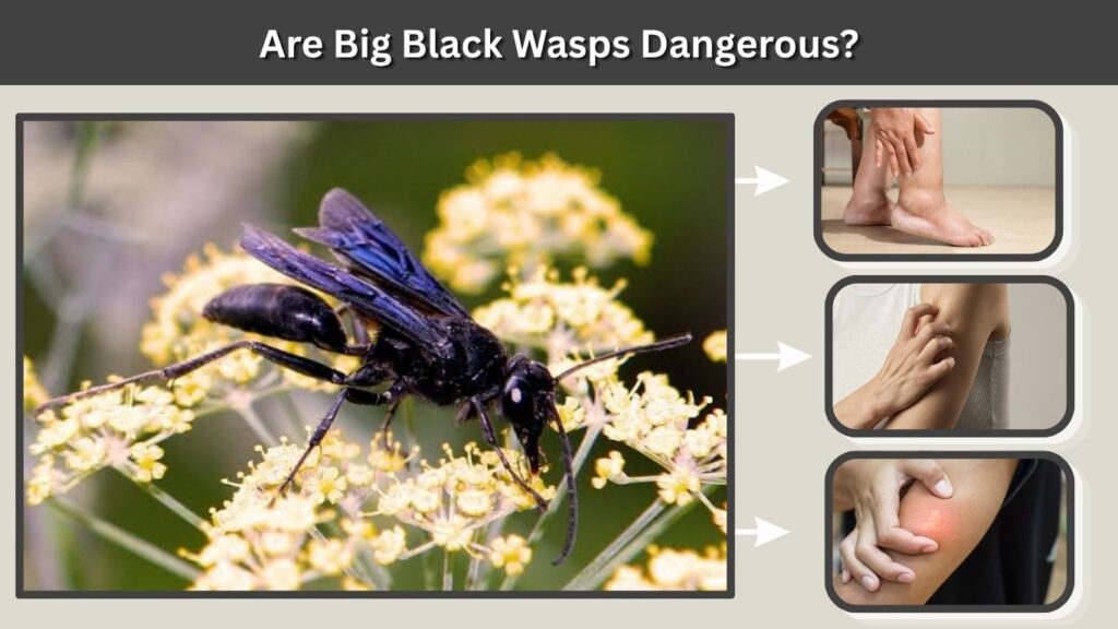 Are Big Black Wasps Dangerous?