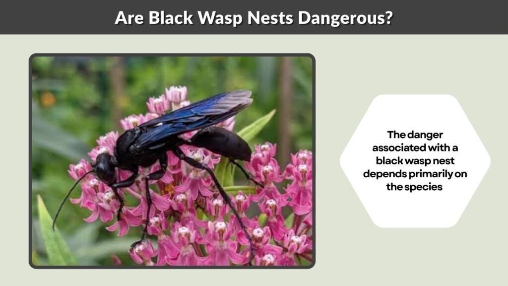 Are Black Wasp Nests Dangerous?