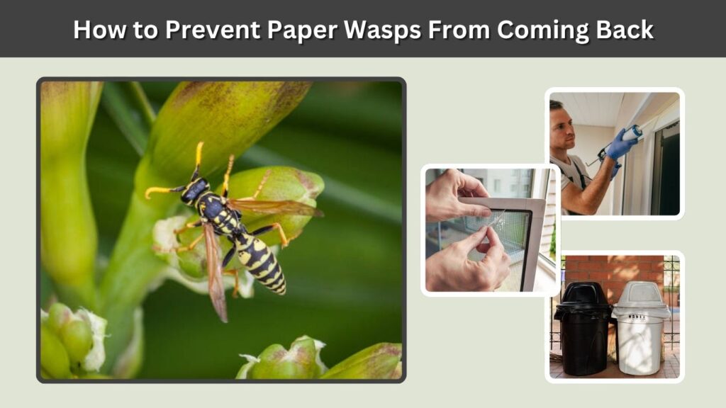 How to Prevent Paper Wasps From Coming Back