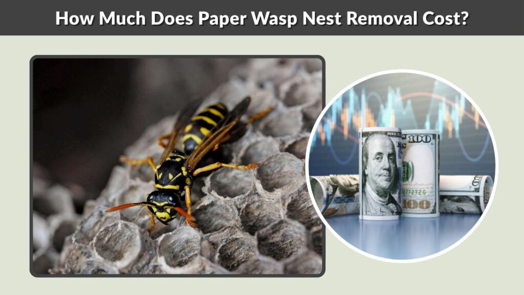How Much Does Paper Wasp Nest Removal Cost?