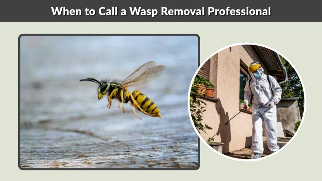 When to Call a Wasp Removal Professional