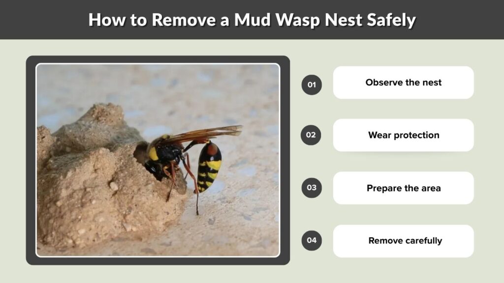 How to Remove a Mud Wasp Nest Safely