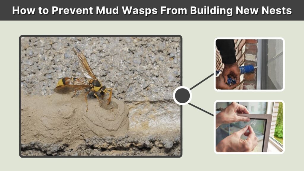 How to Prevent Mud Wasps From Building New Nests