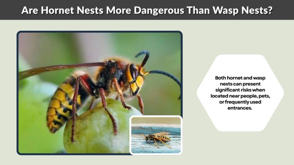Are Hornet Nests More Dangerous Than Wasp Nests?