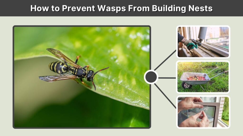 How to Prevent Wasps From Building Nests