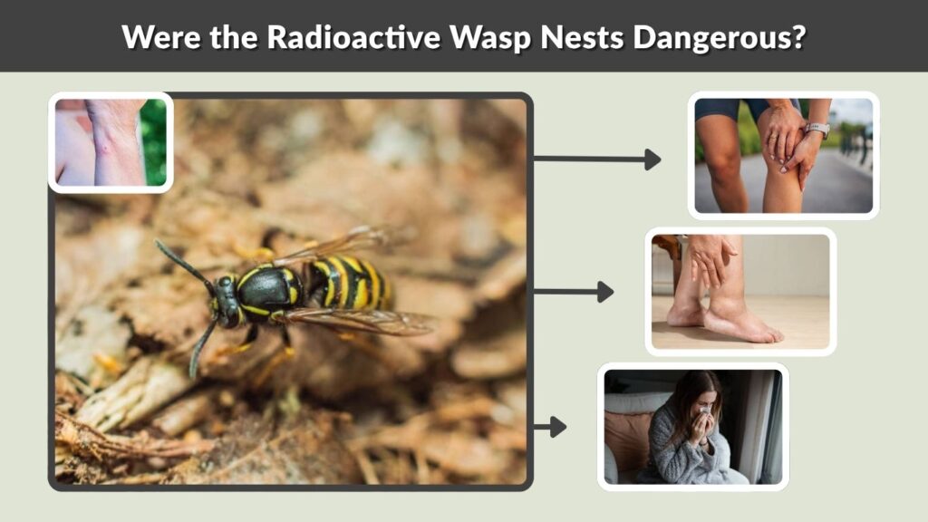 Were the Radioactive Wasp Nests Dangerous?
