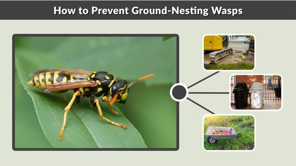 How to Prevent Ground-Nesting Wasps
