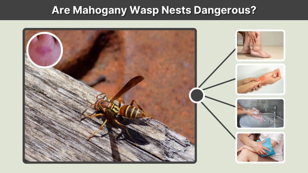 Are Mahogany Wasp Nests Dangerous?