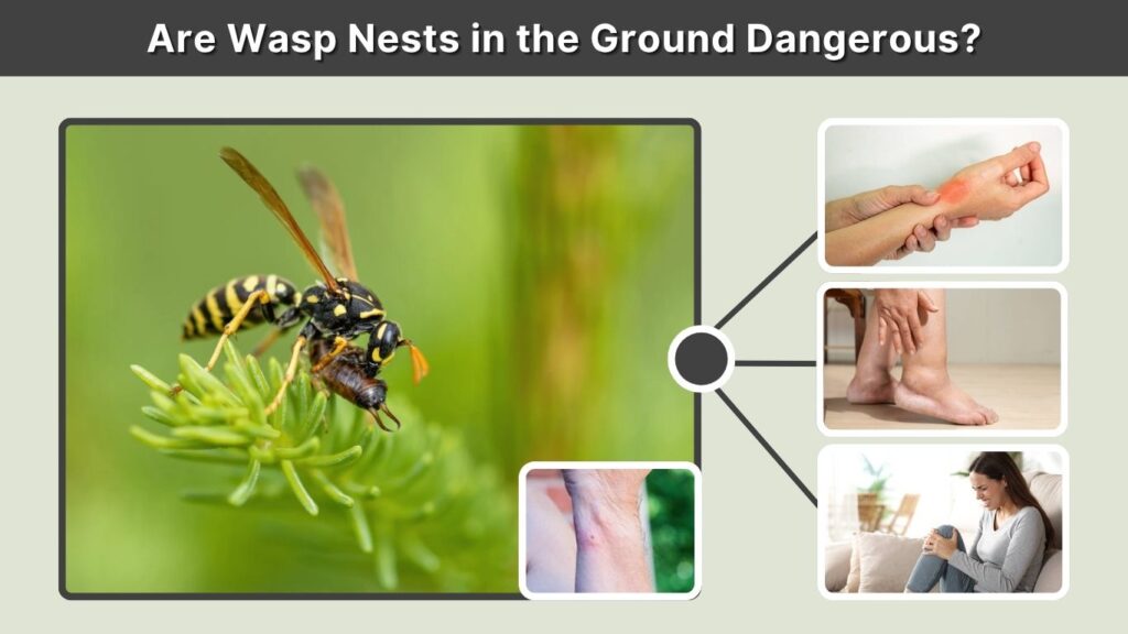 Are Wasp Nests in the Ground Dangerous?