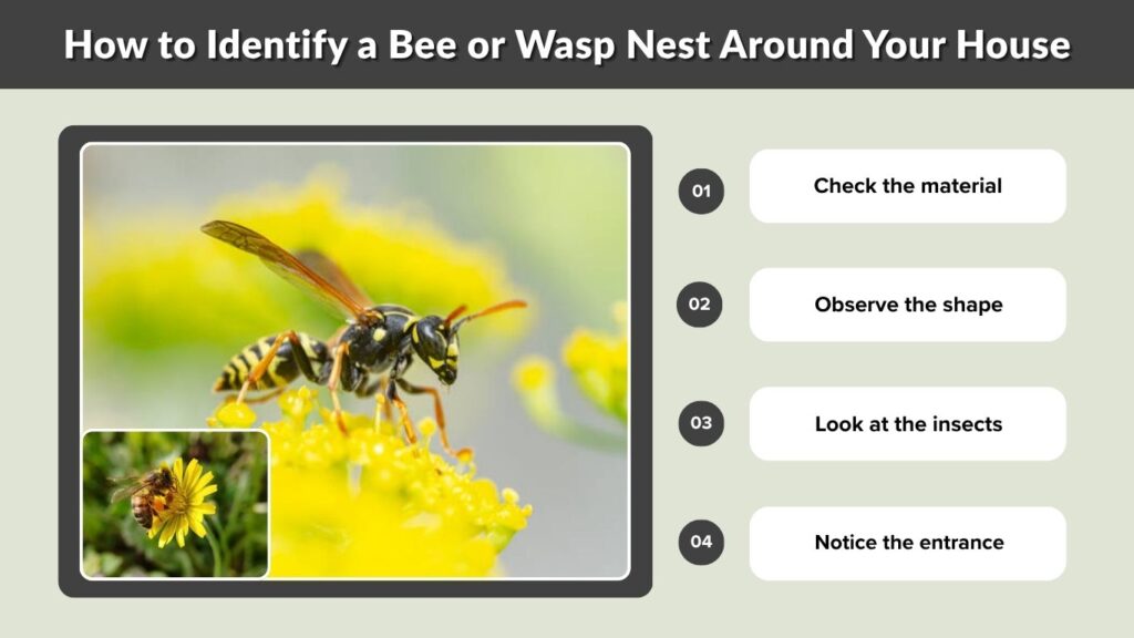 How to Identify a Bee or Wasp Nest Around Your House