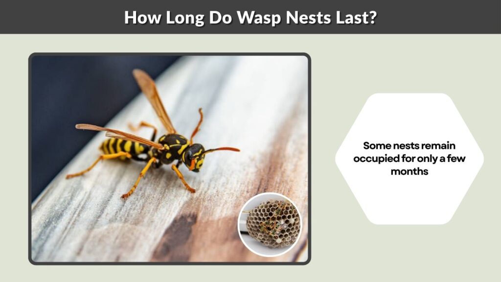 How Long Do Wasp Nests Last?