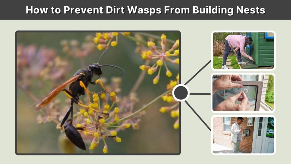 How to Prevent Dirt Wasps From Building Nests