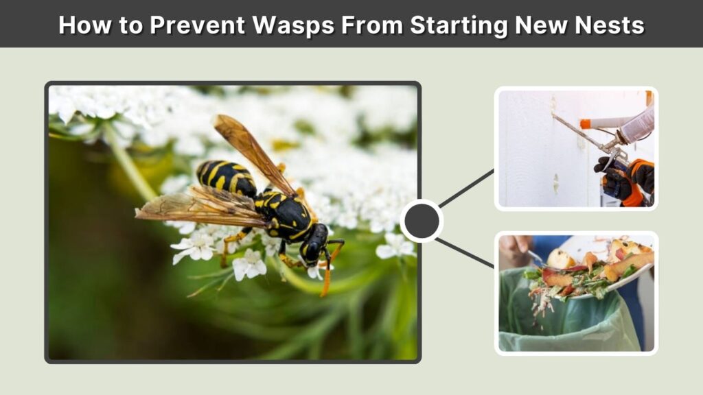 How to Prevent Wasps From Starting New Nests