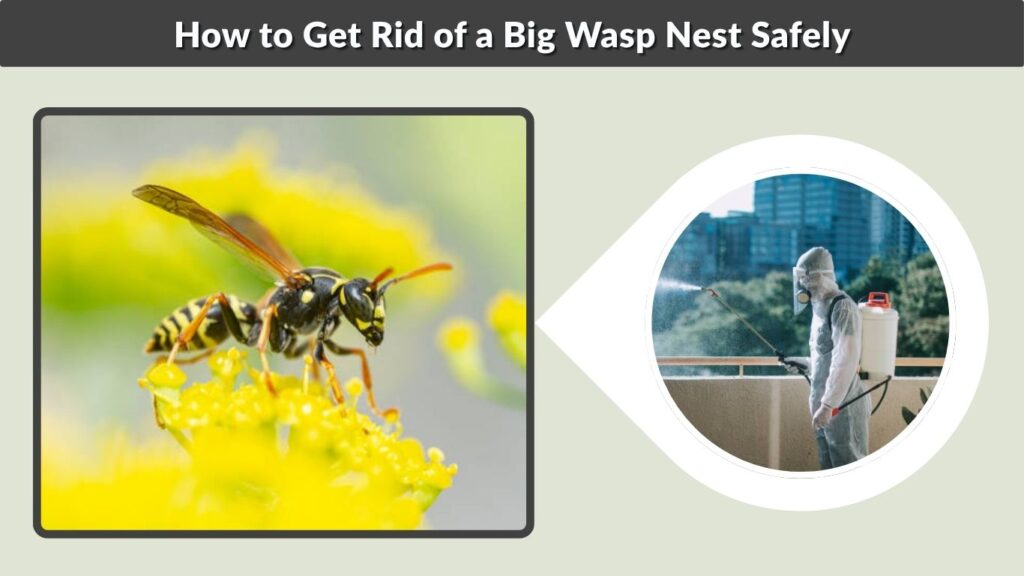 How to Get Rid of a Big Wasp Nest Safely