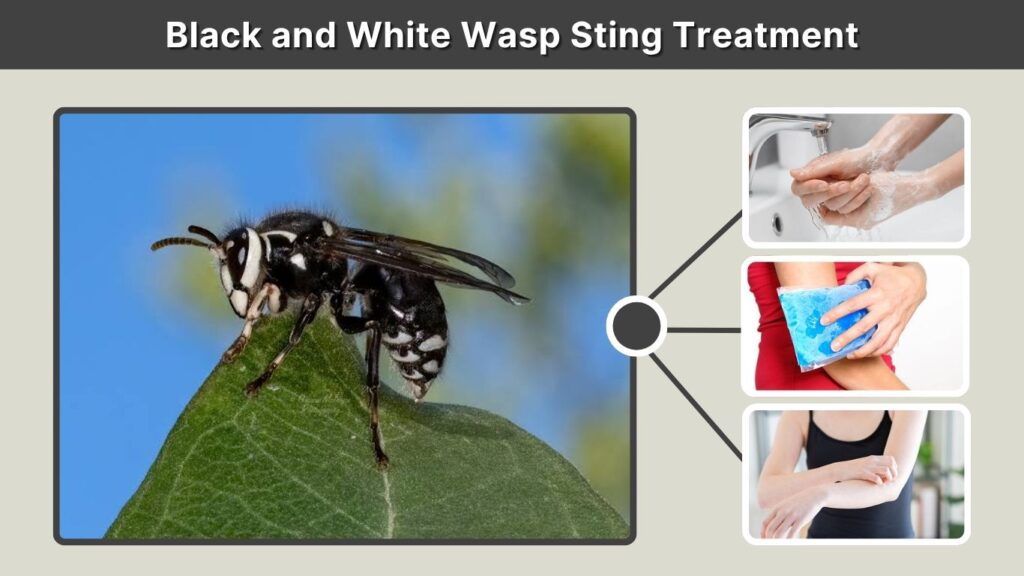 Black and White Wasp Sting Treatment