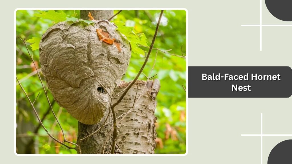 Bald-Faced Hornet Nest