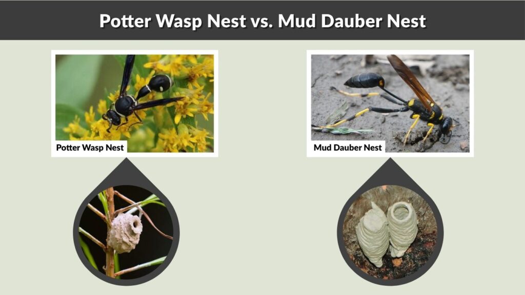 Potter Wasp Nest vs. Mud Dauber Nest
