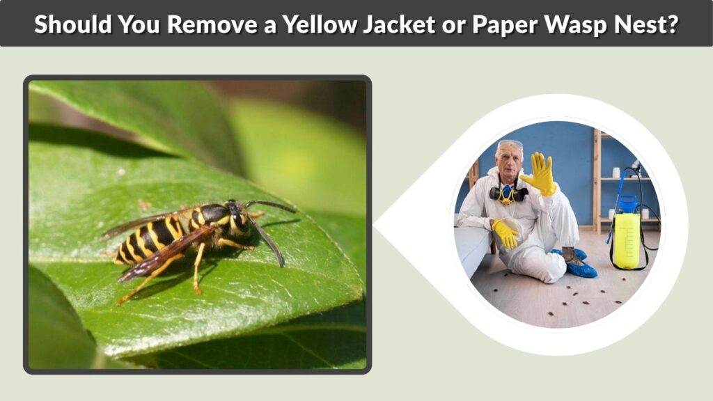 Should You Remove a Yellow Jacket or Paper Wasp Nest?