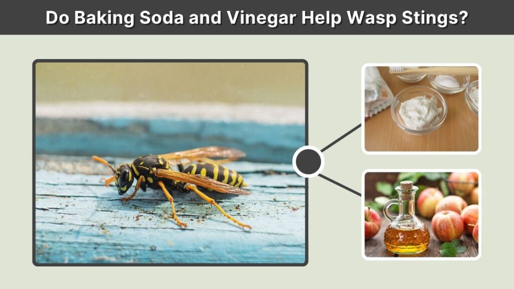 Do Baking Soda and Vinegar Help Wasp Stings?