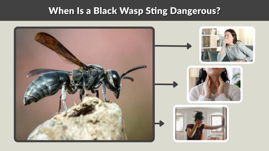 When Is a Black Wasp Sting Dangerous?