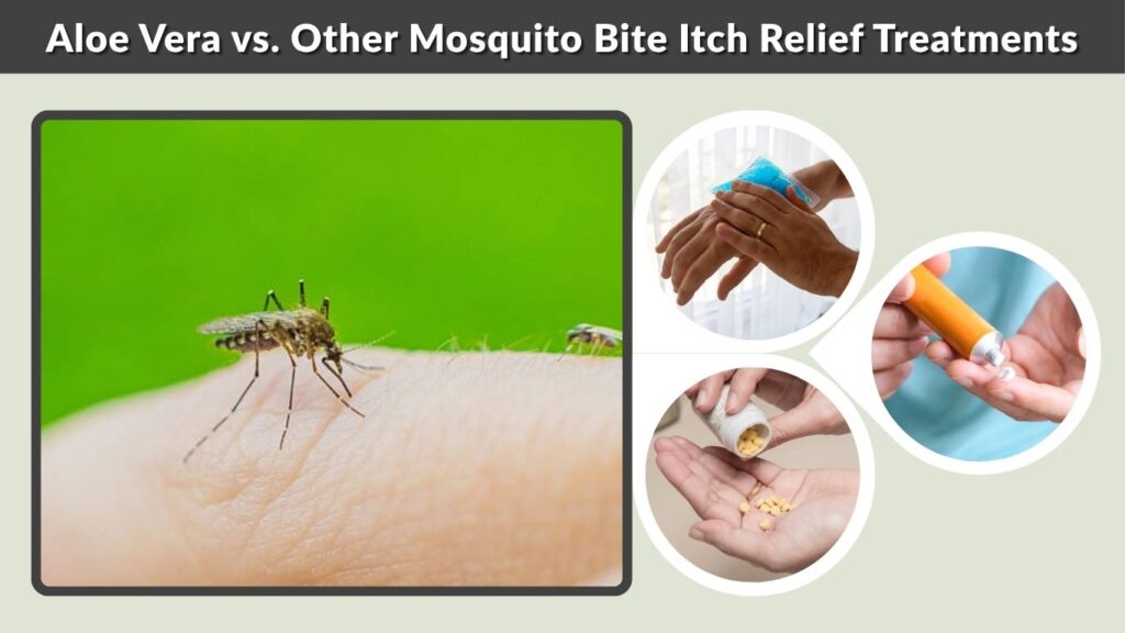 Aloe Vera vs. Other Mosquito Bite Itch Relief Treatments