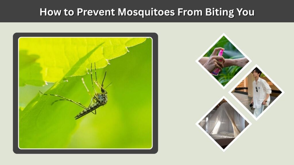 How to Prevent Mosquitoes From Biting You