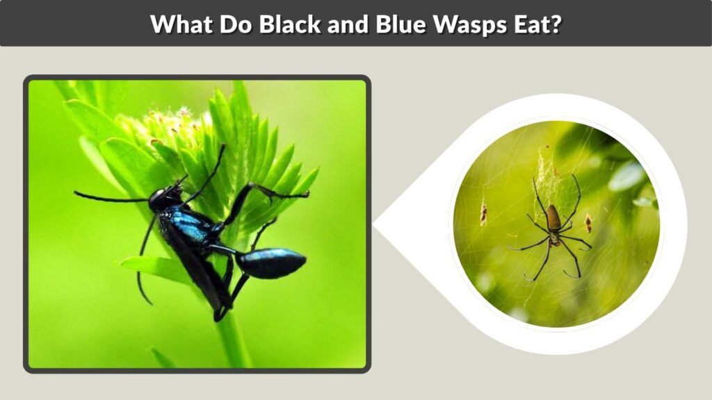 What Do Black and Blue Wasps Eat?