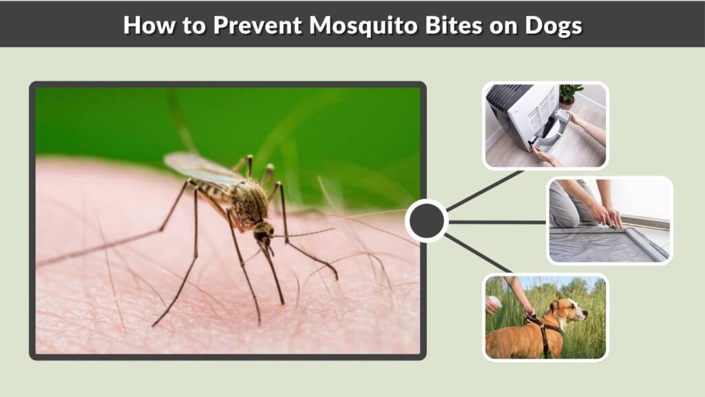 How to Prevent Mosquito Bites on Dogs