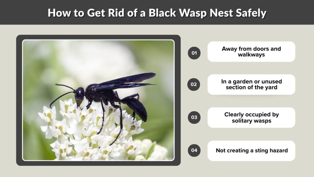 How to Get Rid of a Black Wasp Nest Safely