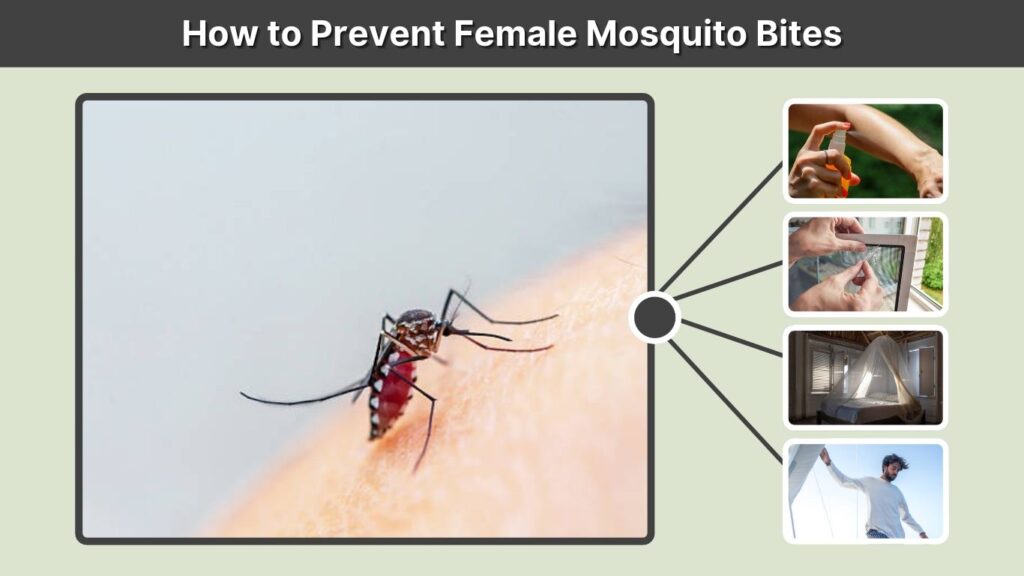 How to Prevent Female Mosquito Bites