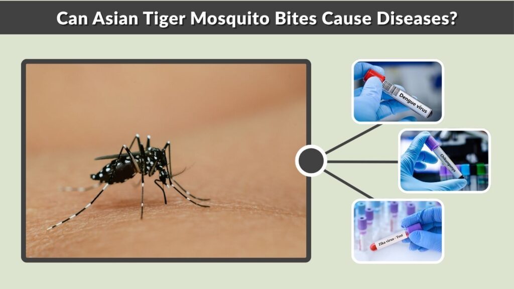 Can Asian Tiger Mosquito Bites Cause Diseases?