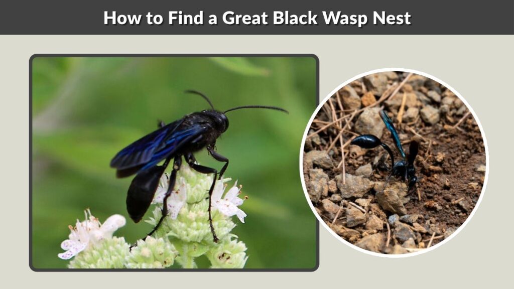 How to Find a Great Black Wasp Nest