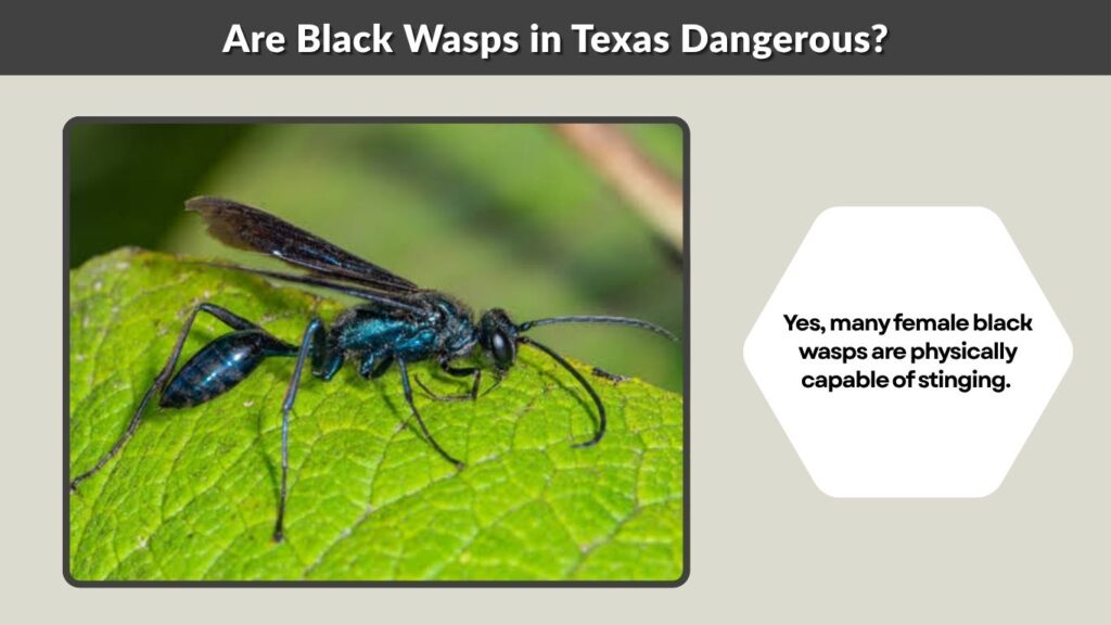 Are Black Wasps in Texas Dangerous?