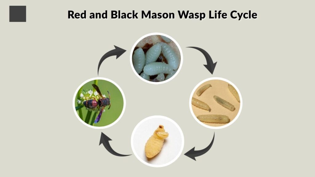 Red and Black Mason Wasp Life Cycle